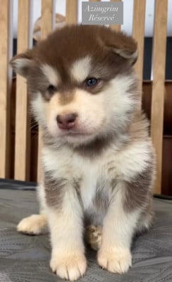 Les chiots de Alaskan Malamute