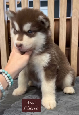 Les chiots de Alaskan Malamute
