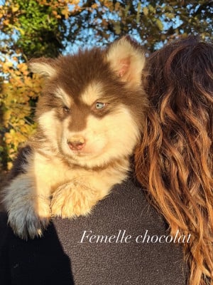Les chiots de Alaskan Malamute