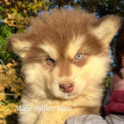 Les chiots de Alaskan Malamute