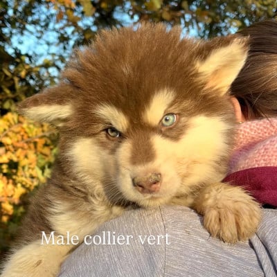 Les chiots de Alaskan Malamute
