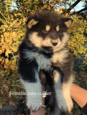 Les chiots de Alaskan Malamute