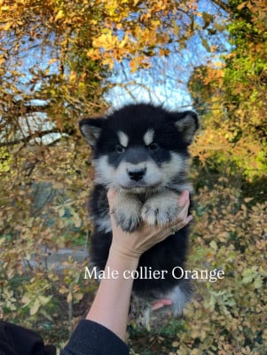 Les chiots de Alaskan Malamute