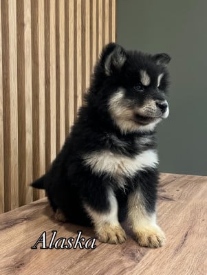 Les chiots de Alaskan Malamute