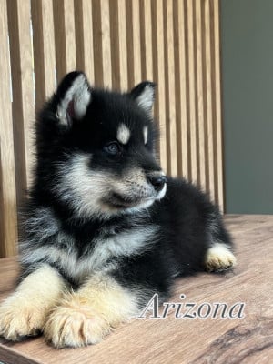 Les chiots de Alaskan Malamute