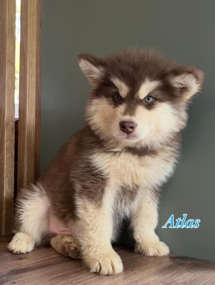 Les chiots de Alaskan Malamute