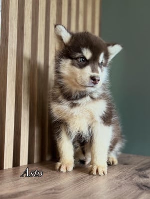 Les chiots de Alaskan Malamute