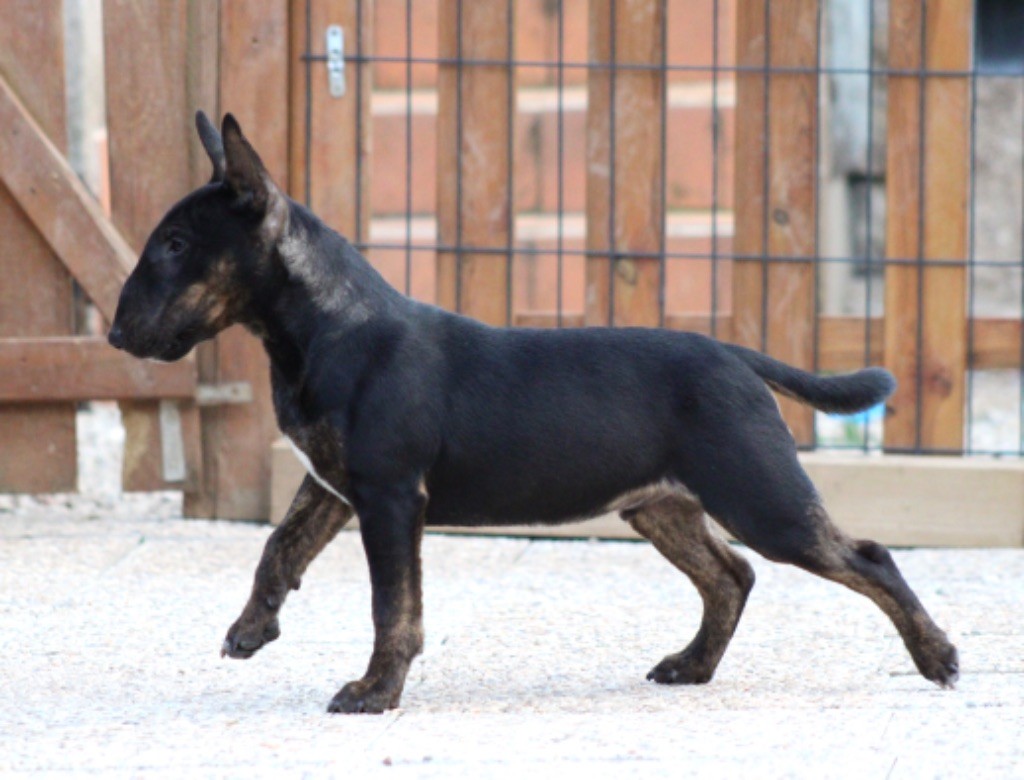 Alpha Du Domaine Des Démons Bretons