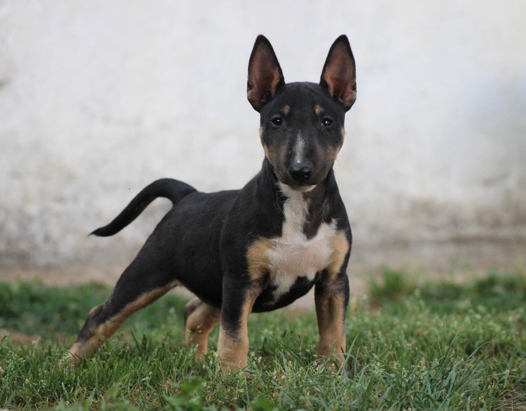 Apocalypse Du Domaine Des Démons Bretons