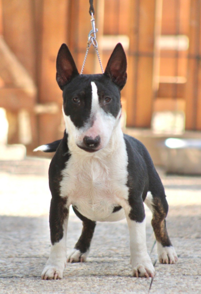 Atchoum Du Domaine Des Démons Bretons