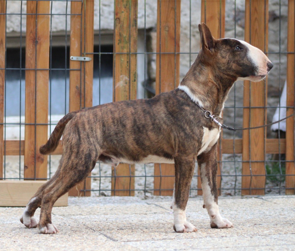 Zouzou di veri leoni