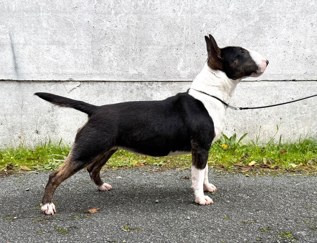 Apple Du Domaine Des Démons Bretons