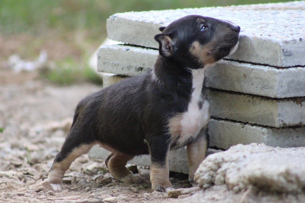 Apocalypse Du Domaine Des Démons Bretons