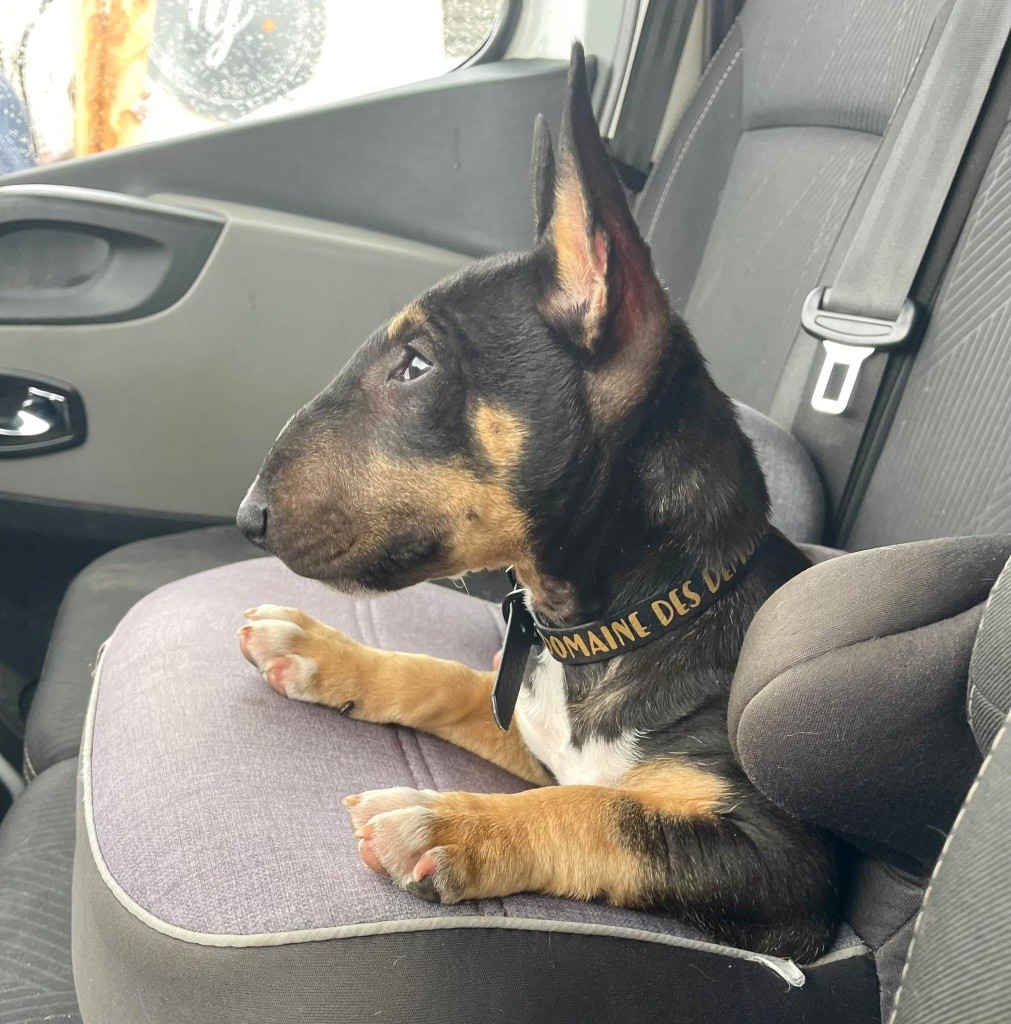 Apocalypse Du Domaine Des Démons Bretons