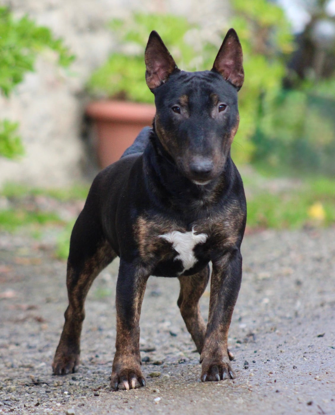 Alpha Du Domaine Des Démons Bretons