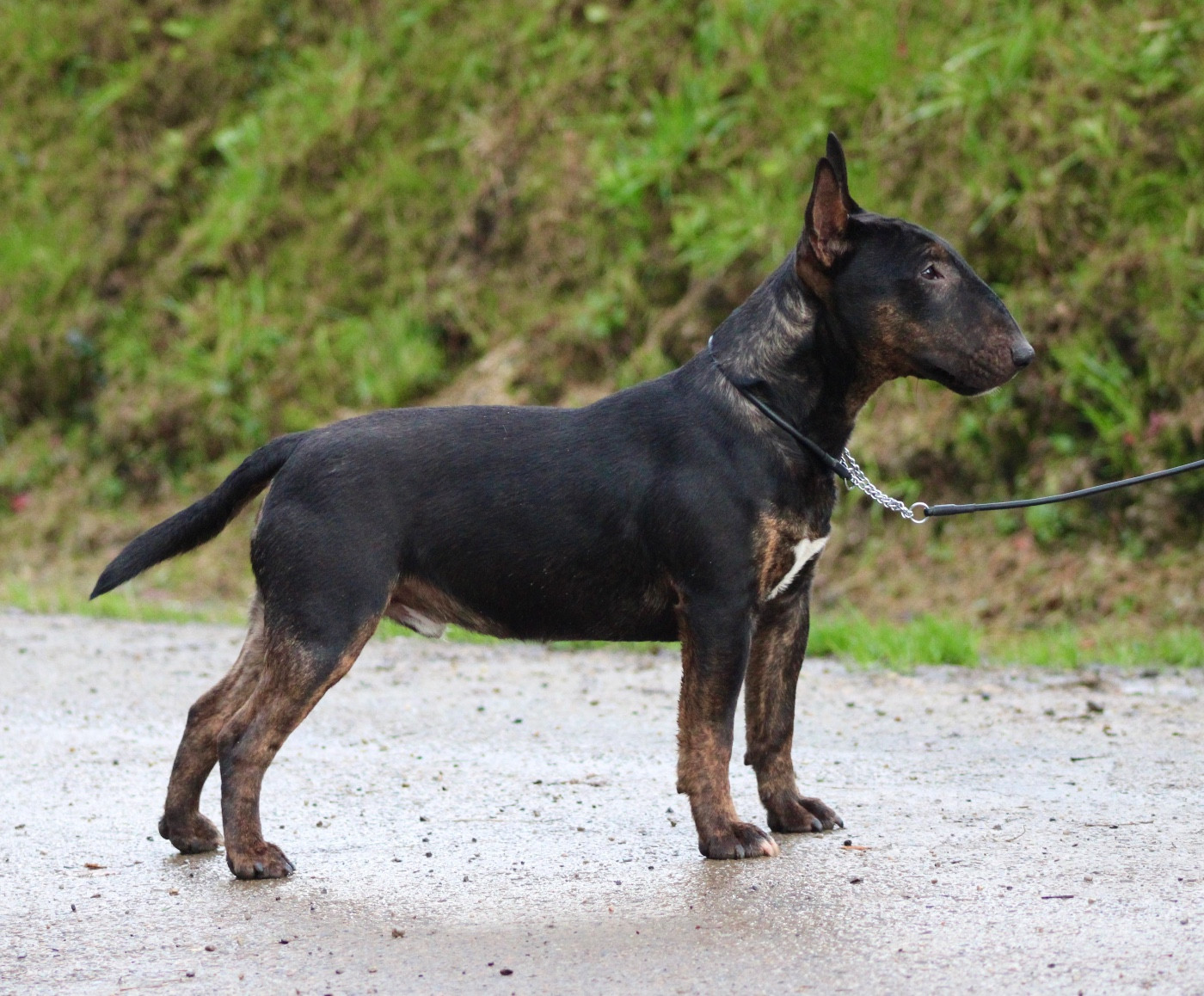 Alpha Du Domaine Des Démons Bretons