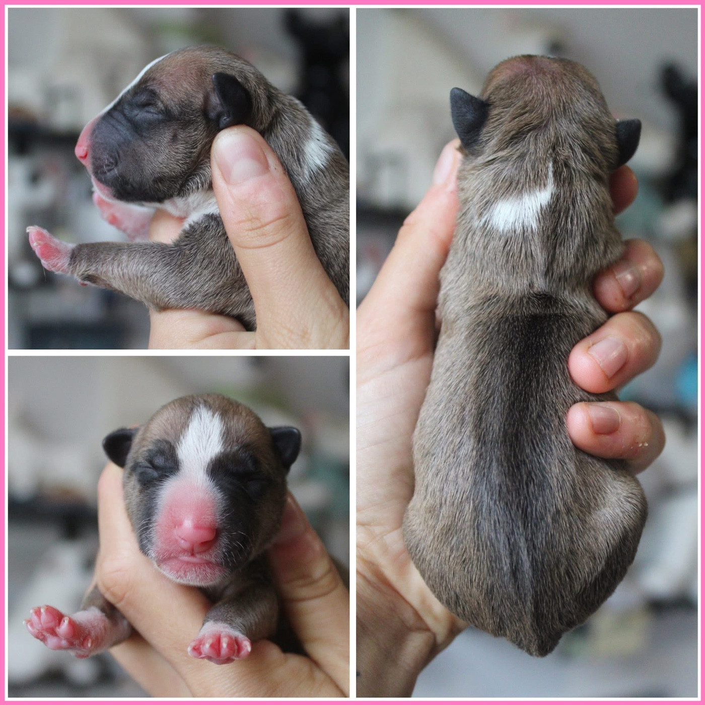 Atomic Du Domaine Des Démons Bretons