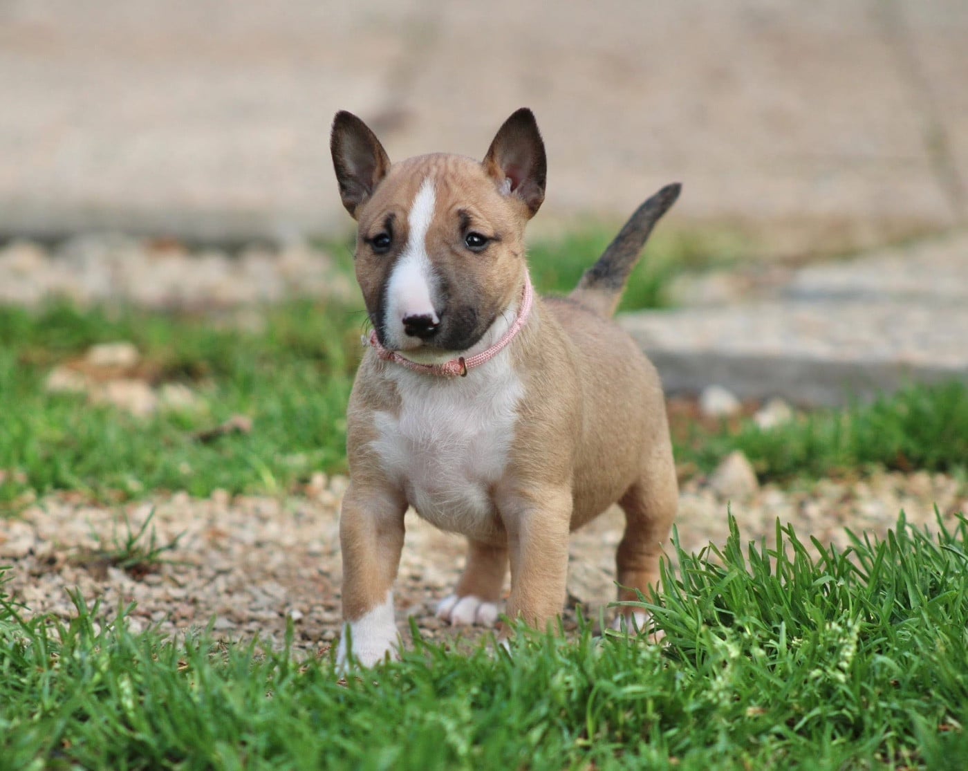 Atomic Du Domaine Des Démons Bretons