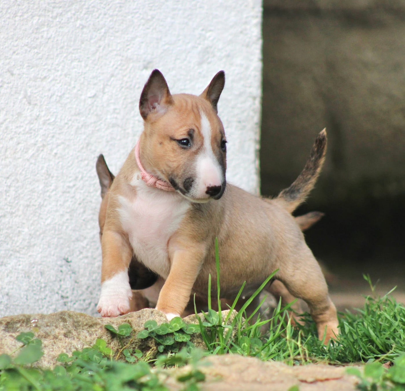 Atomic Du Domaine Des Démons Bretons