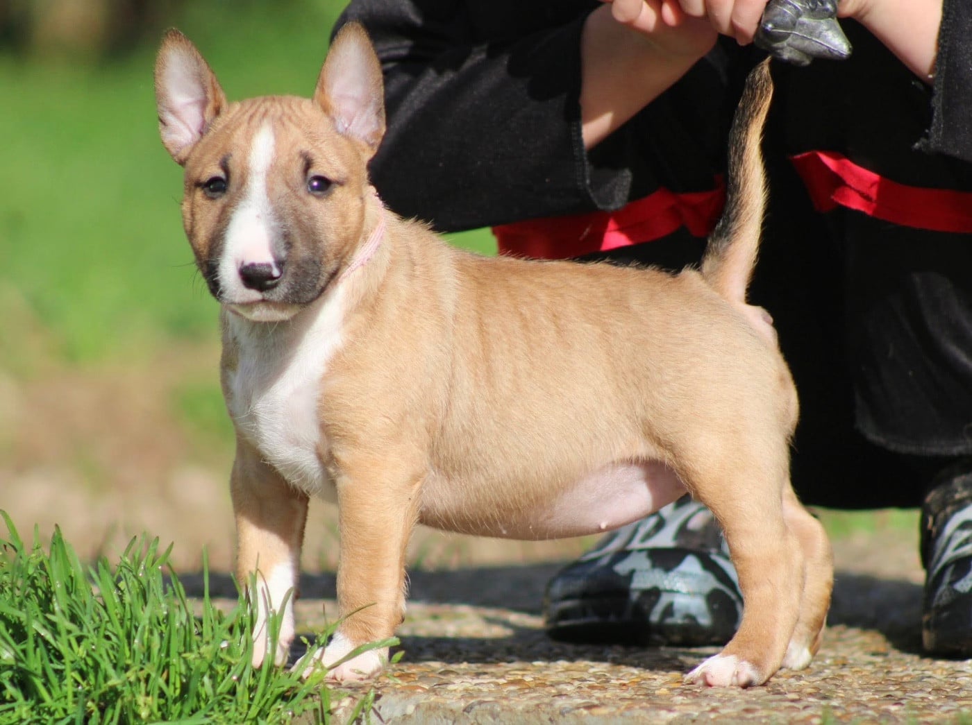 Atomic Du Domaine Des Démons Bretons