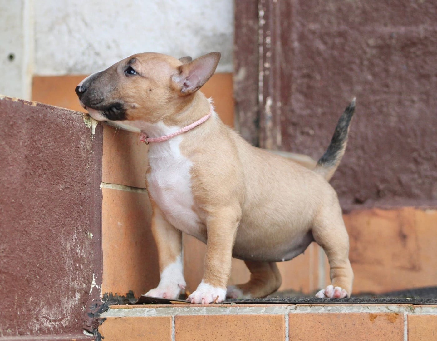Atomic Du Domaine Des Démons Bretons