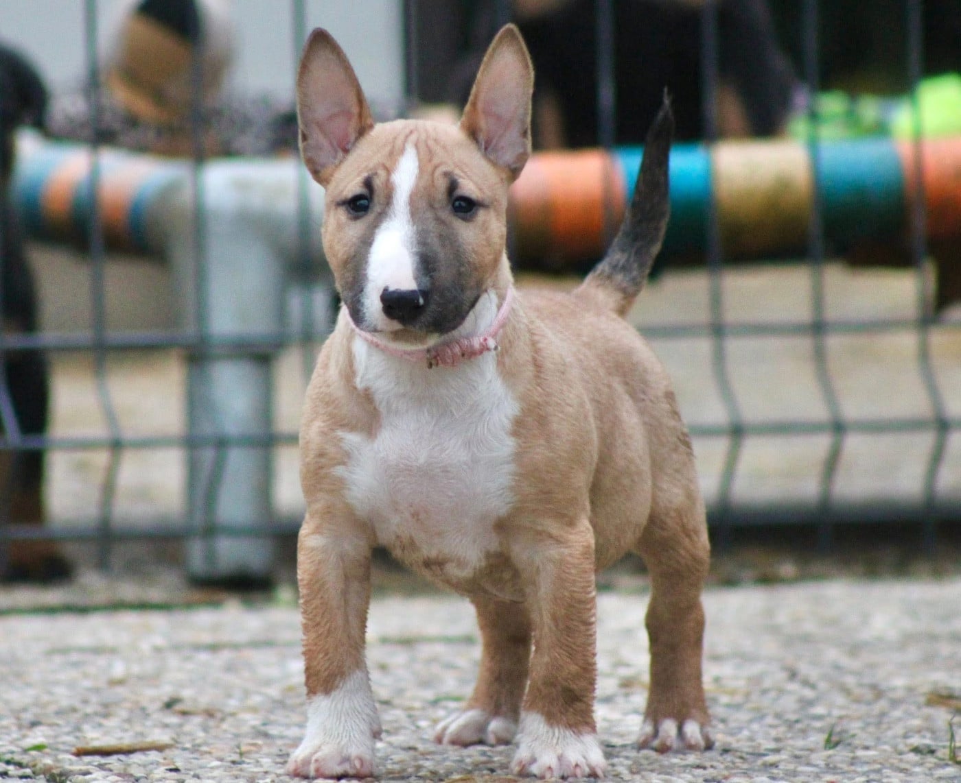 Atomic Du Domaine Des Démons Bretons