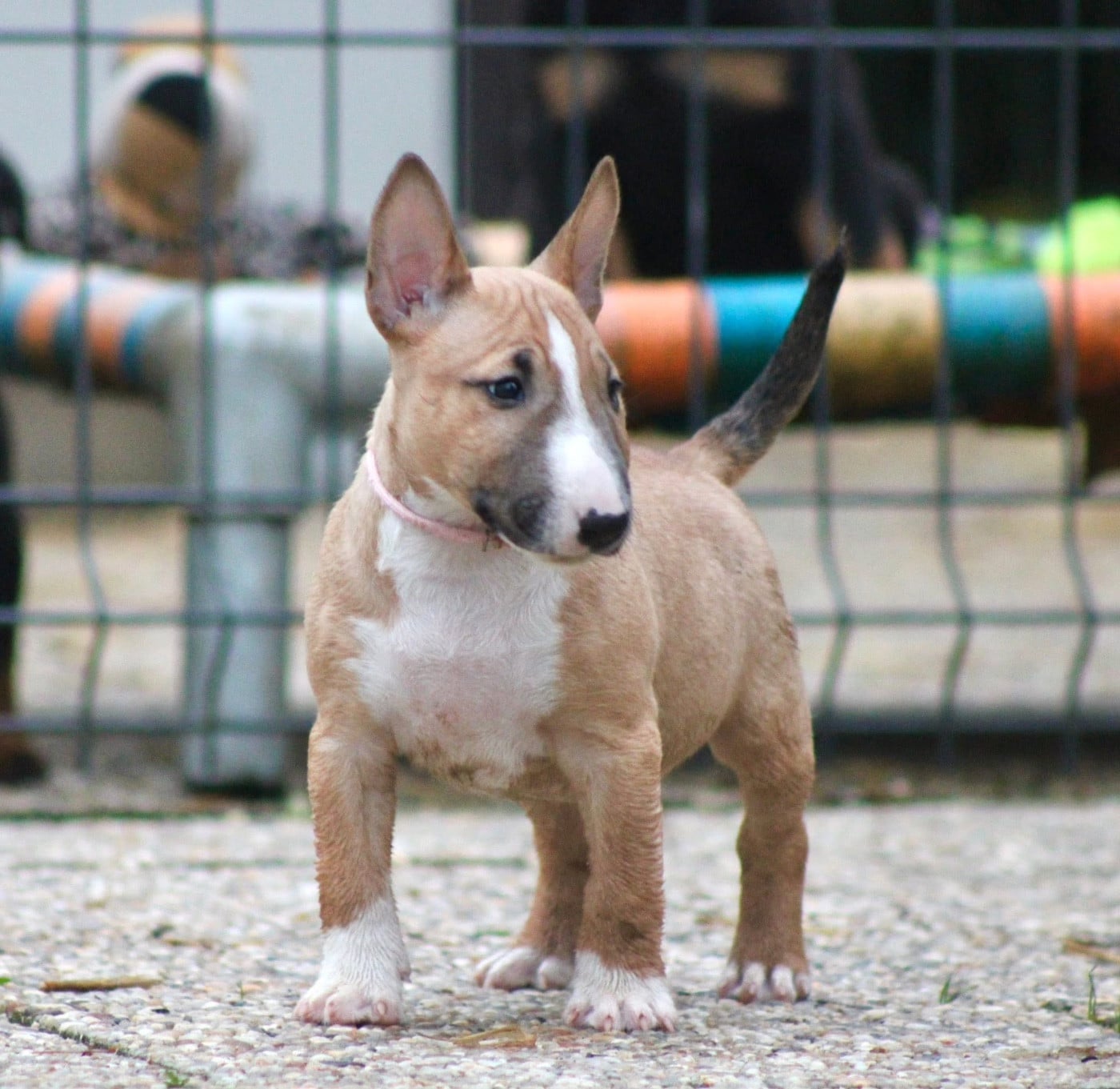 Atomic Du Domaine Des Démons Bretons