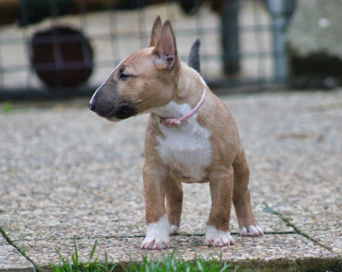 Atomic Du Domaine Des Démons Bretons