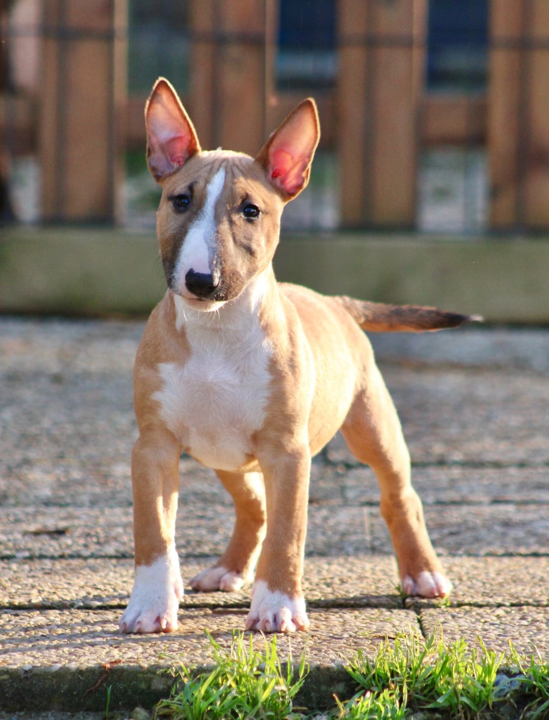 Atomic Du Domaine Des Démons Bretons