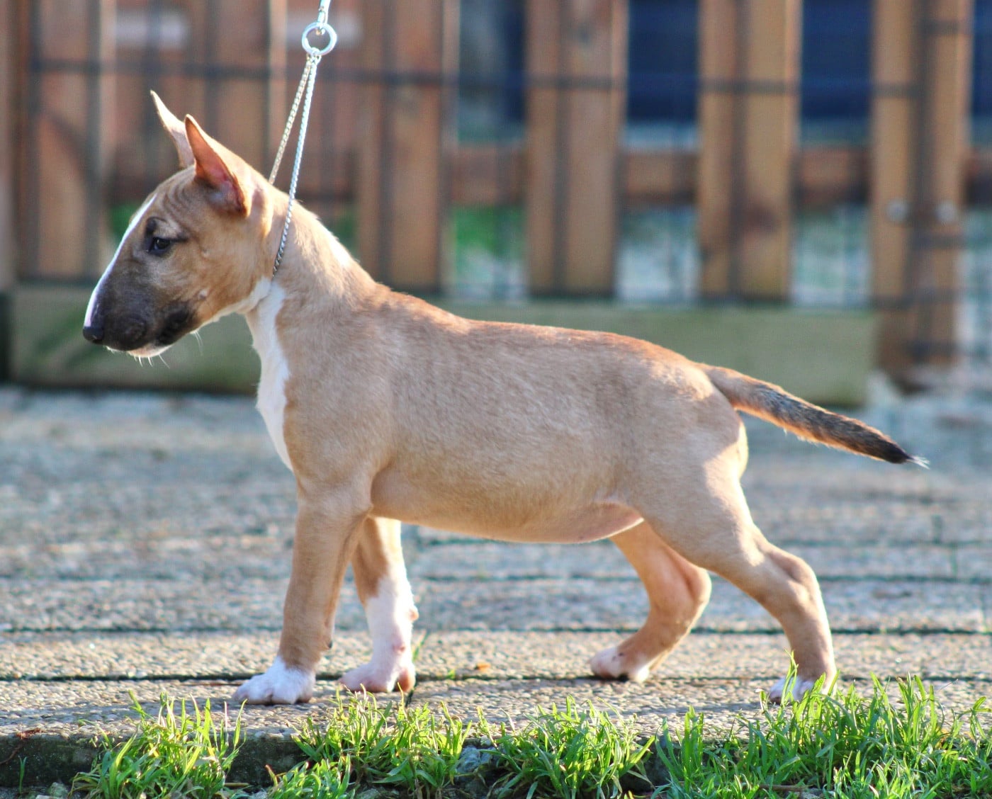 Atomic Du Domaine Des Démons Bretons
