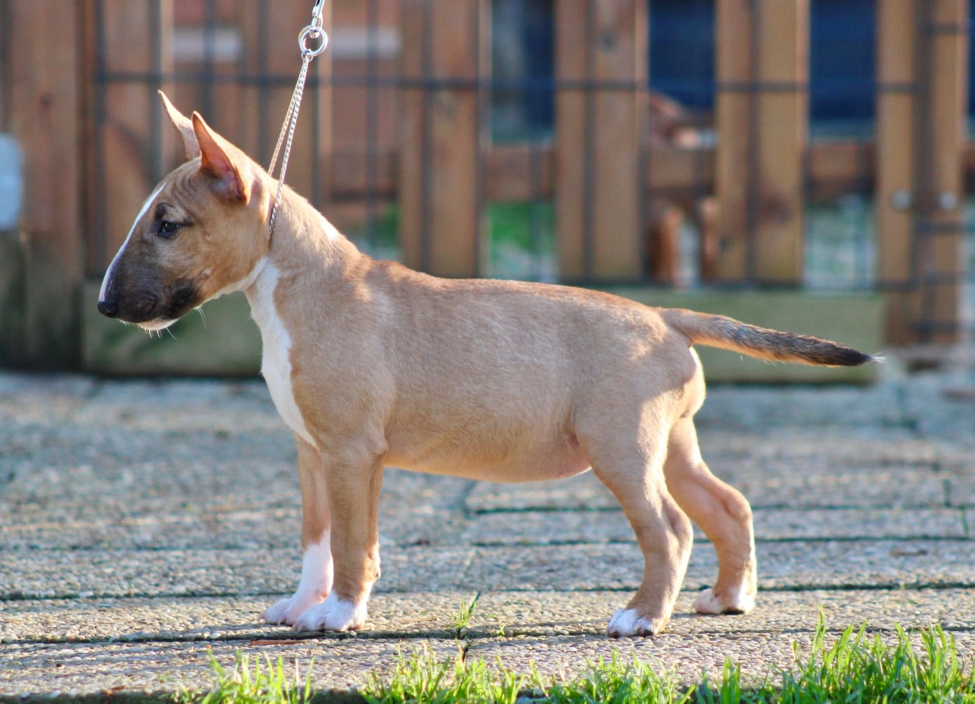 Atomic Du Domaine Des Démons Bretons