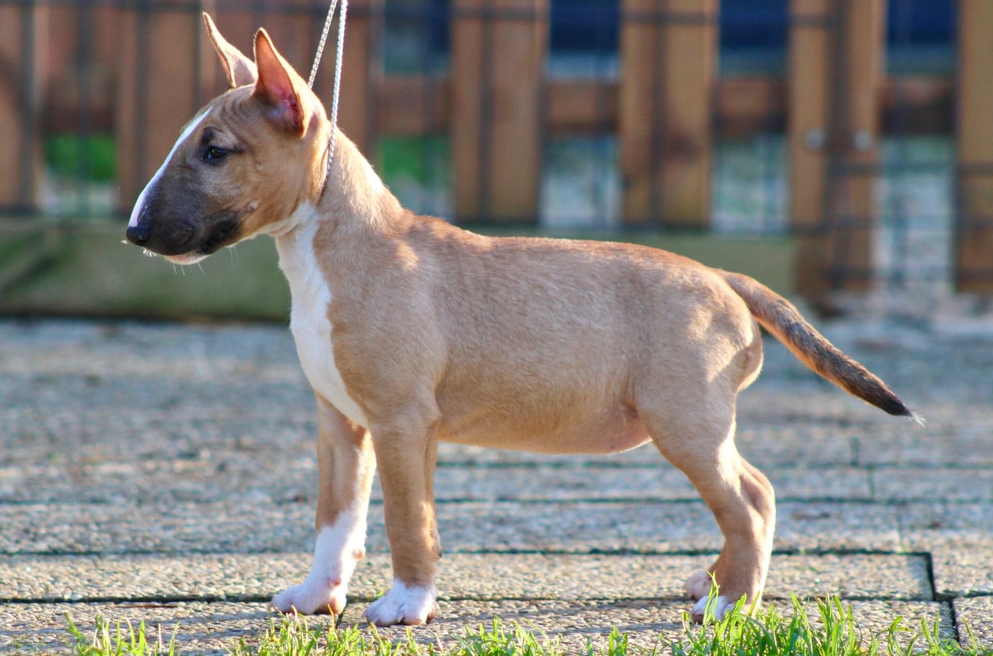 Atomic Du Domaine Des Démons Bretons