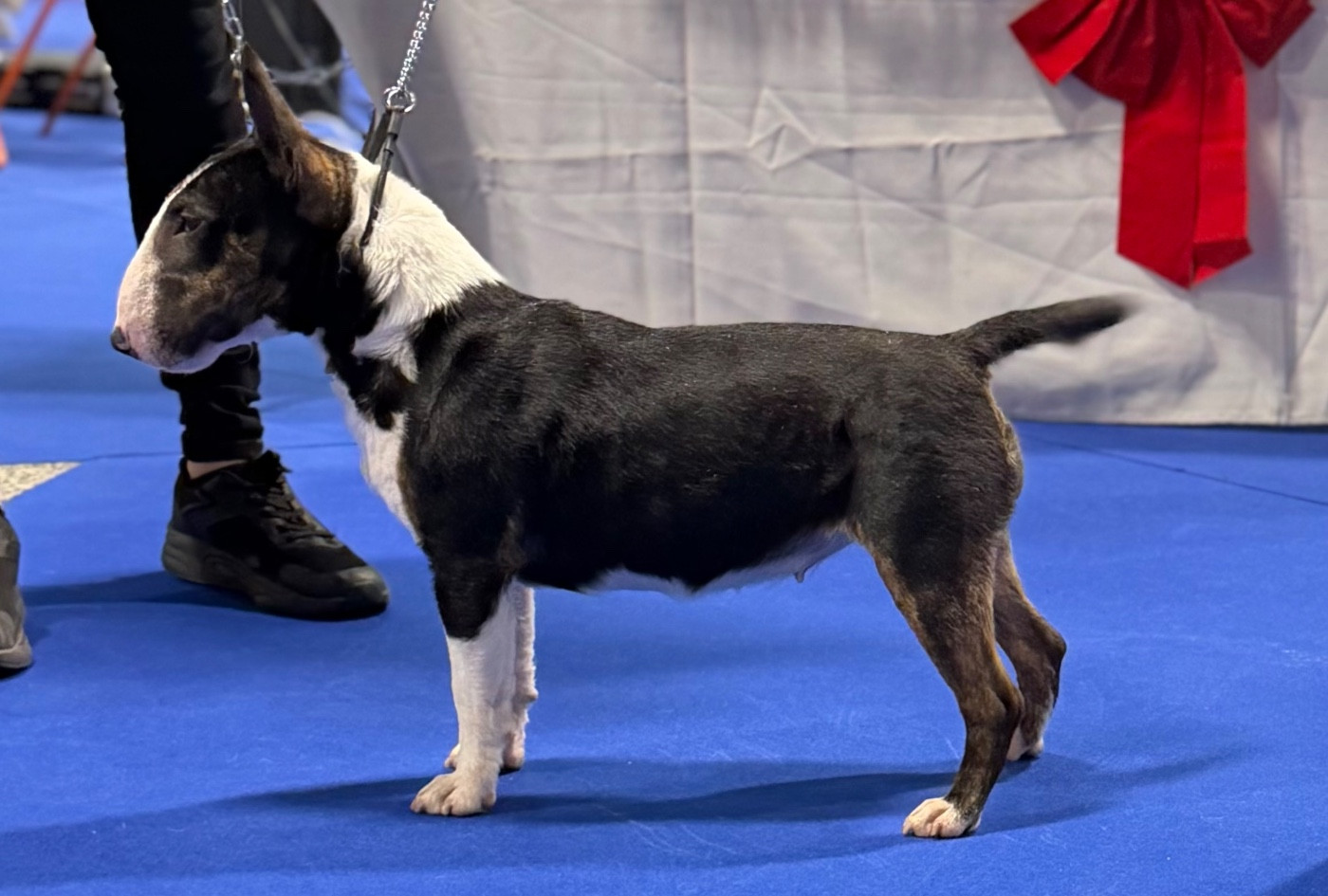Apple Du Domaine Des Démons Bretons
