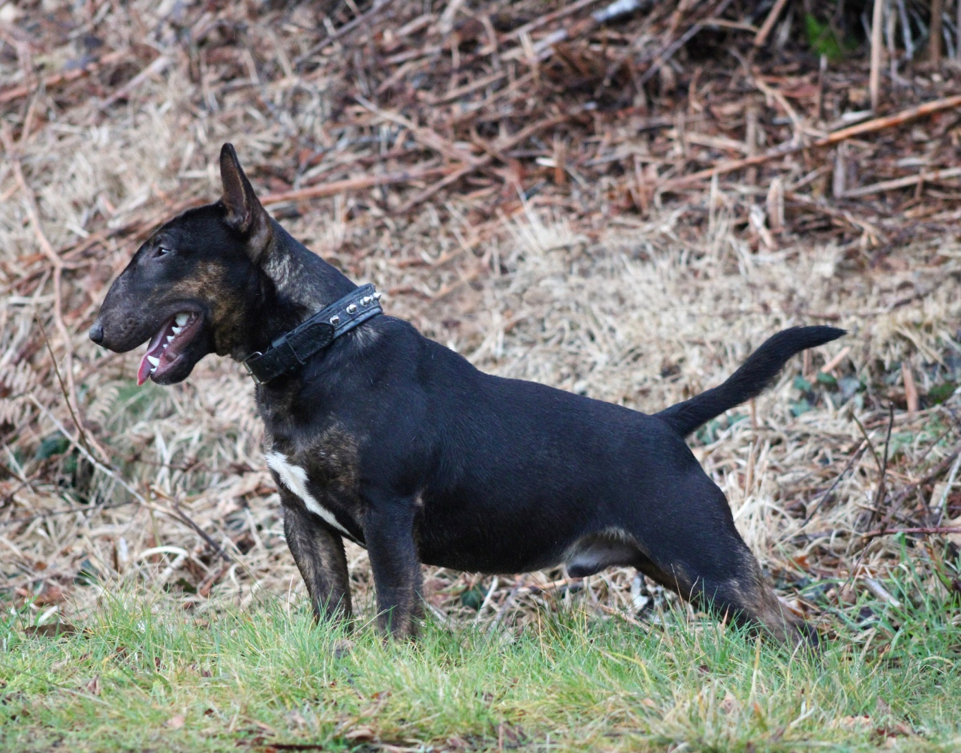 Publication : Du Domaine Des Démons Bretons