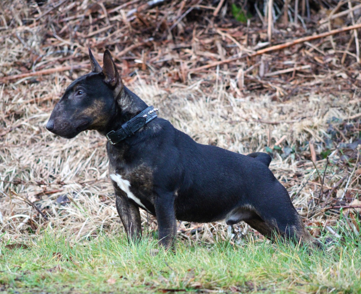 Publication : Du Domaine Des Démons Bretons