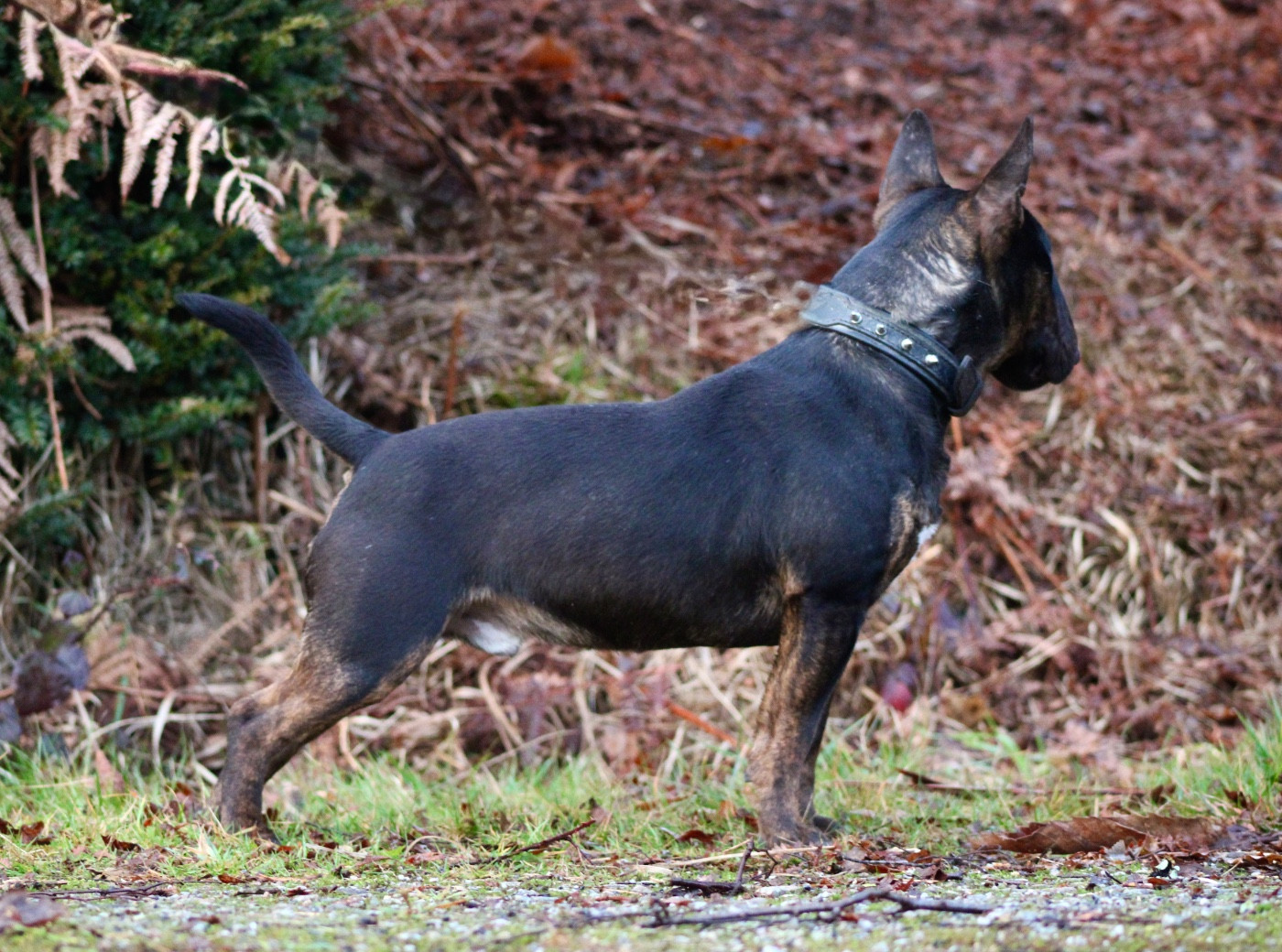 Publication : Du Domaine Des Démons Bretons