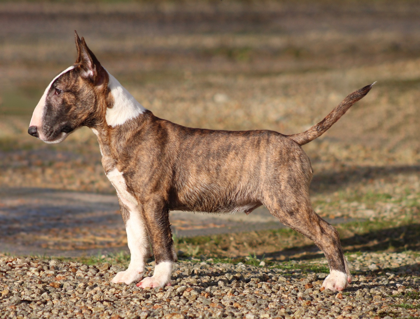 Publication : Du Domaine Des Démons Bretons