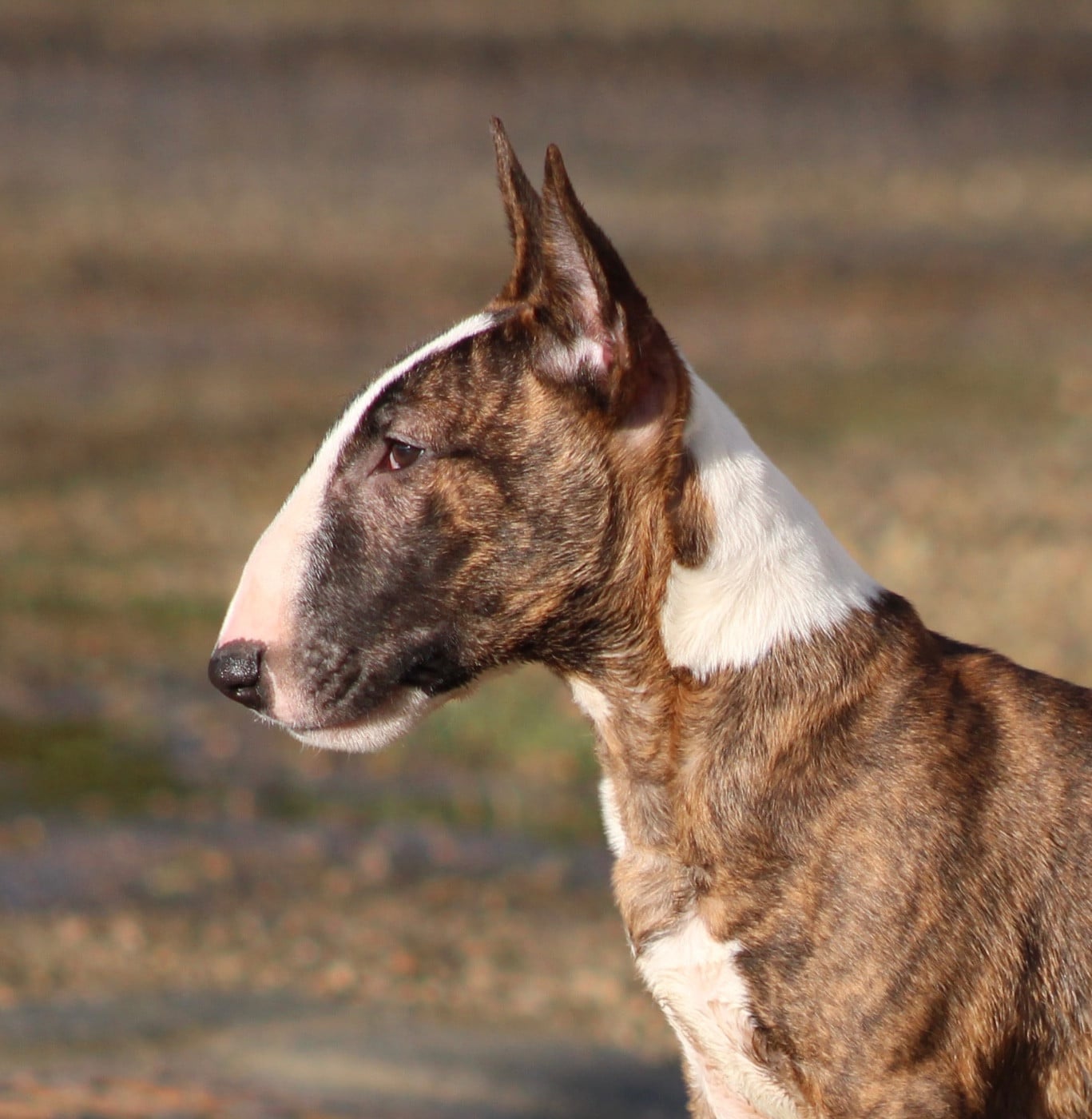 Publication : Du Domaine Des Démons Bretons