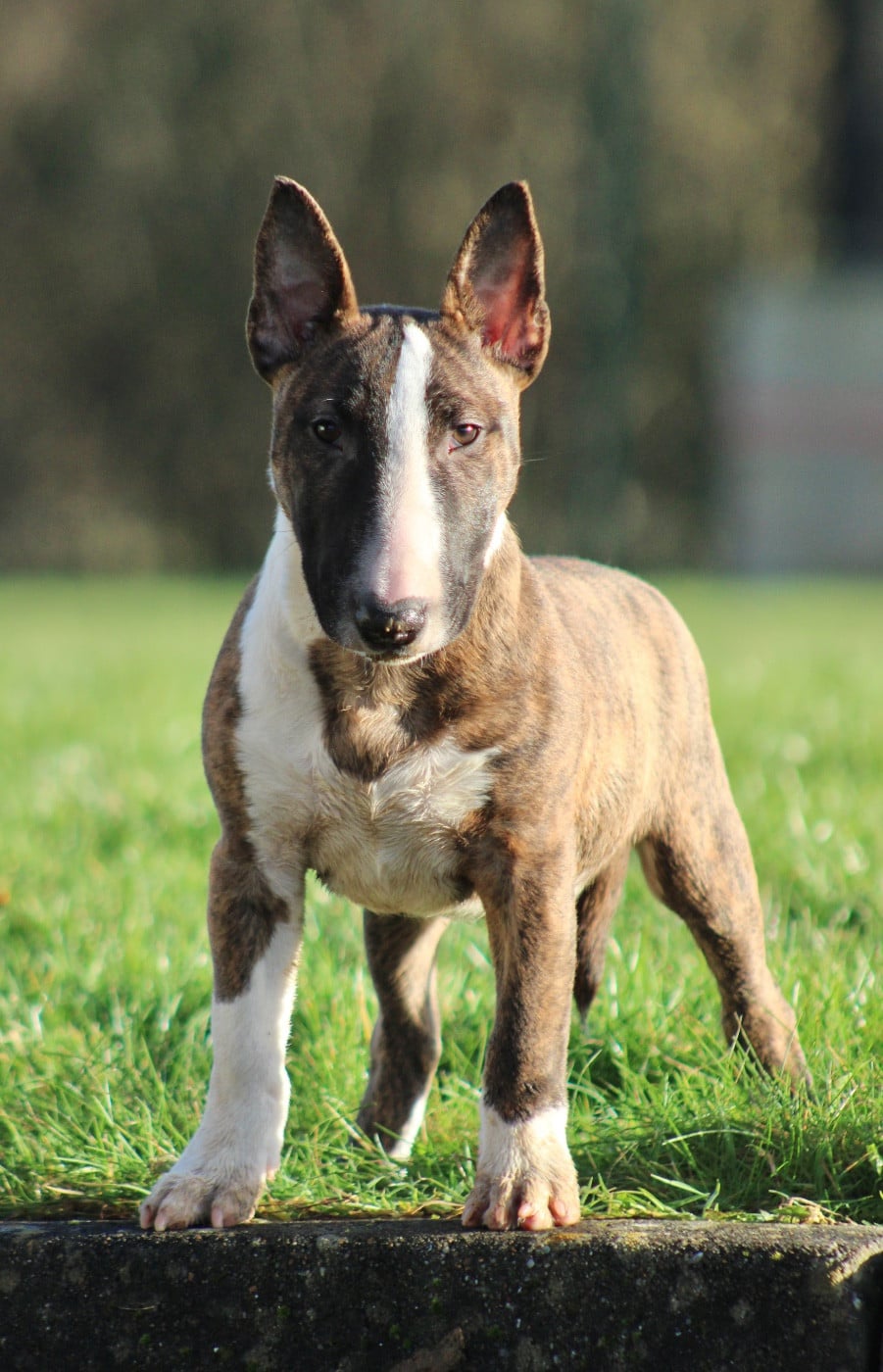 Publication : Du Domaine Des Démons Bretons