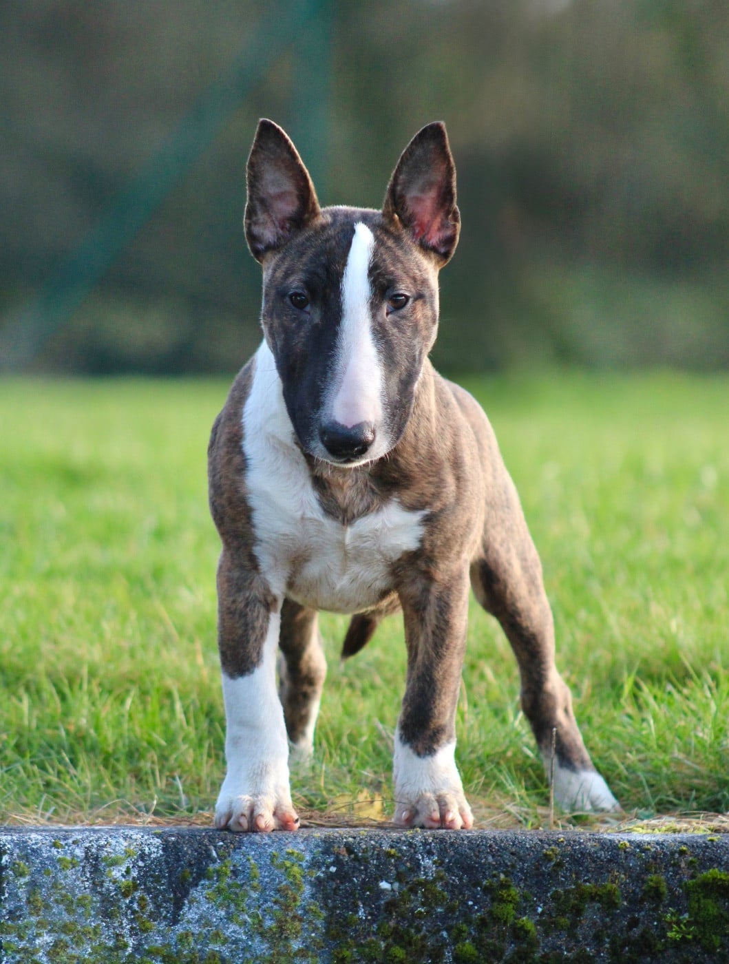 Publication : Du Domaine Des Démons Bretons