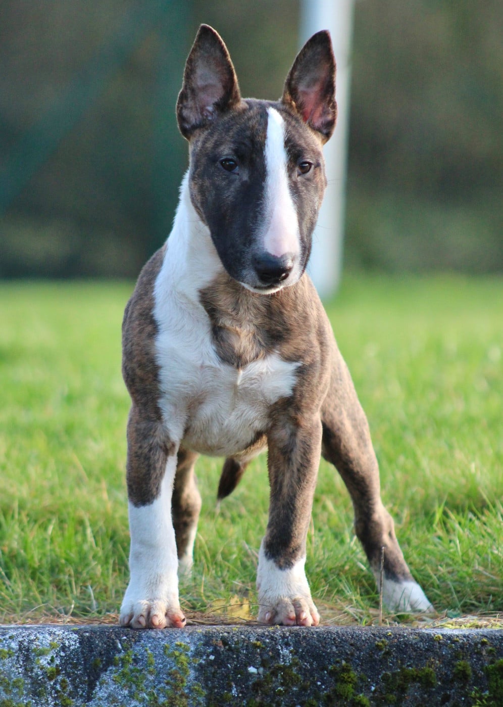 Publication : Du Domaine Des Démons Bretons