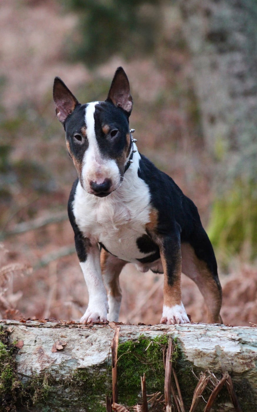 sweet bullopont Sweet diego (vegas)