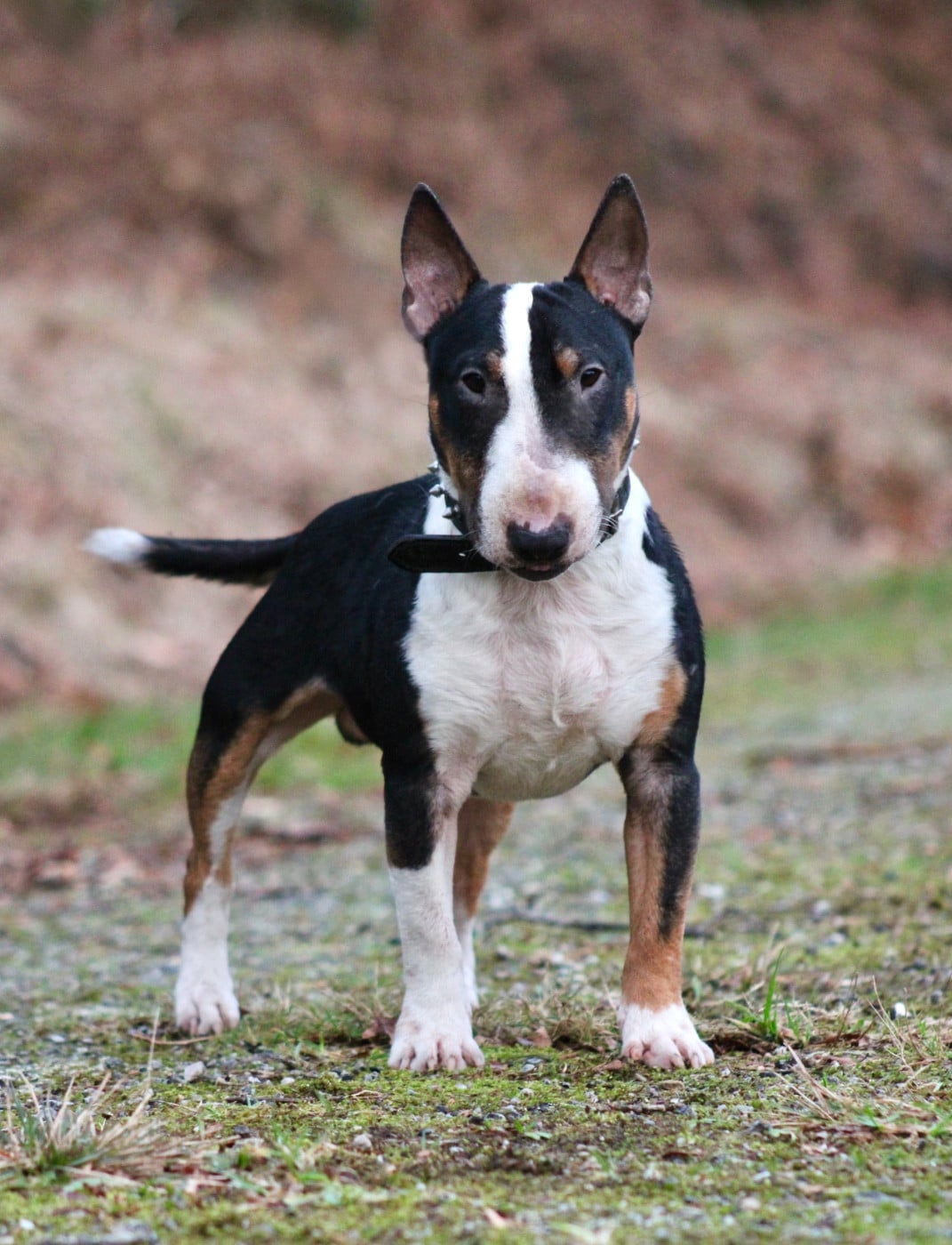 sweet bullopont Sweet diego (vegas)