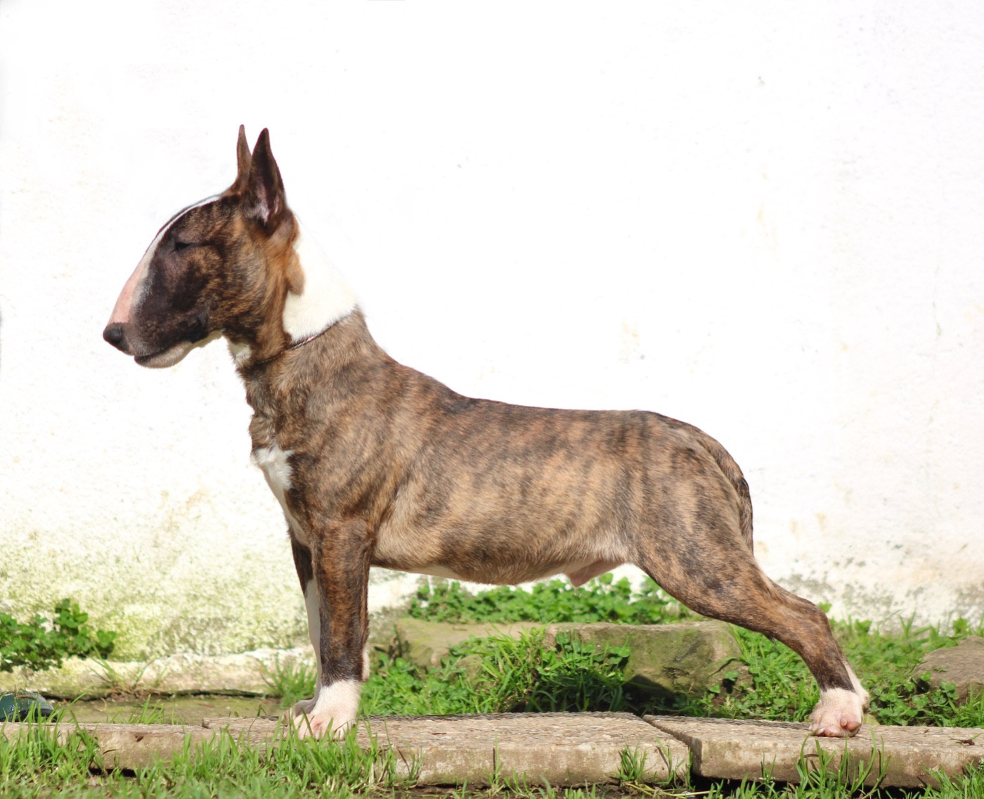 Eik (Arès) Vom stahlguss