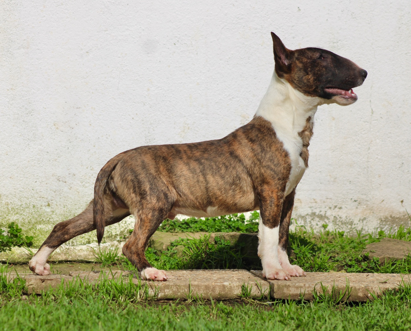 Eik (Arès) Vom stahlguss