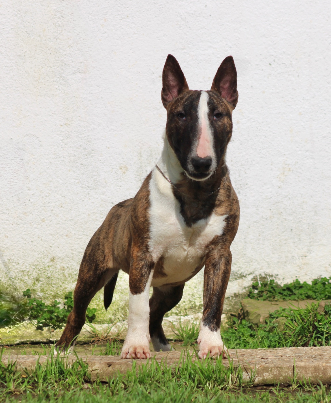 Eik (Arès) Vom stahlguss