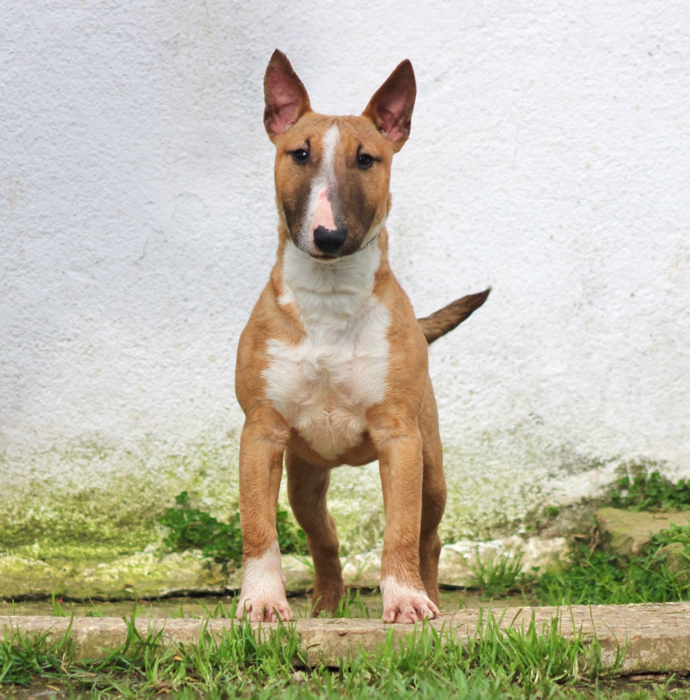 Atomic Du Domaine Des Démons Bretons