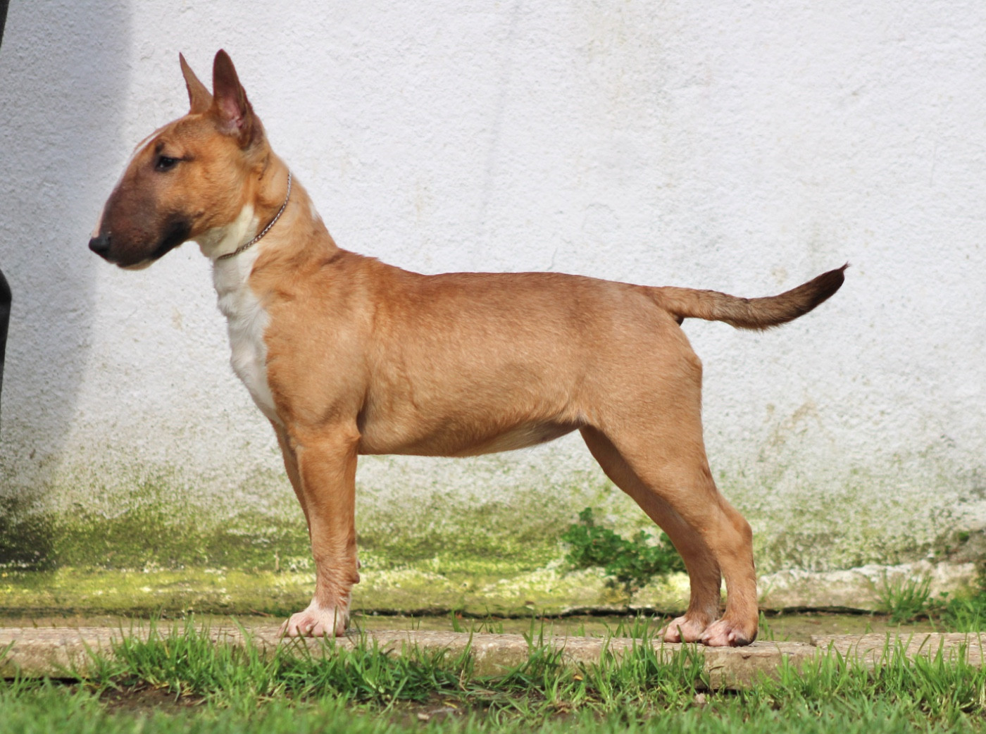 Atomic Du Domaine Des Démons Bretons