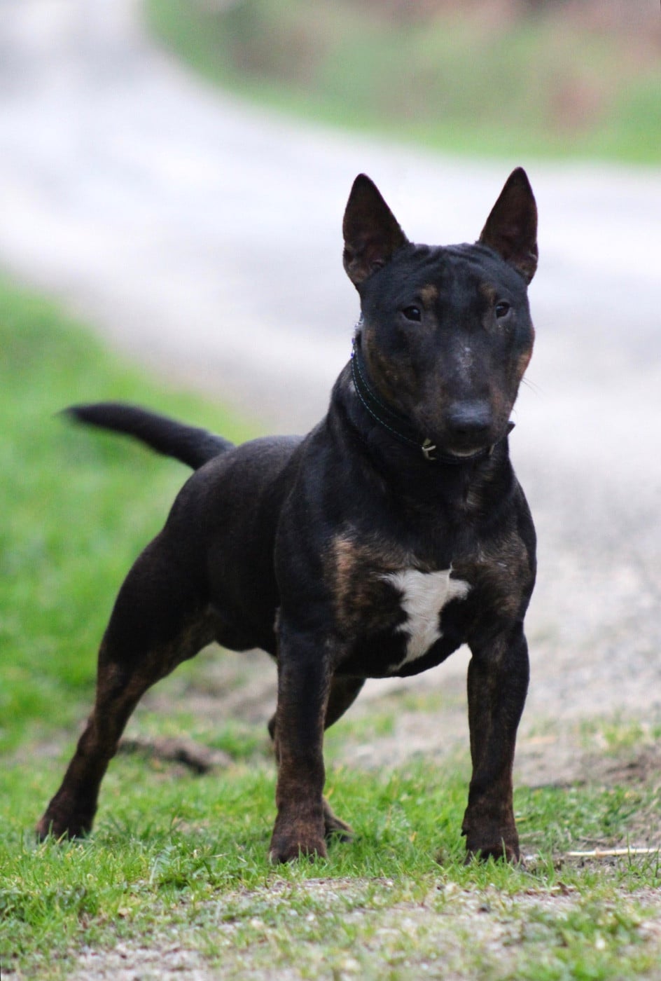 Alpha Du Domaine Des Démons Bretons