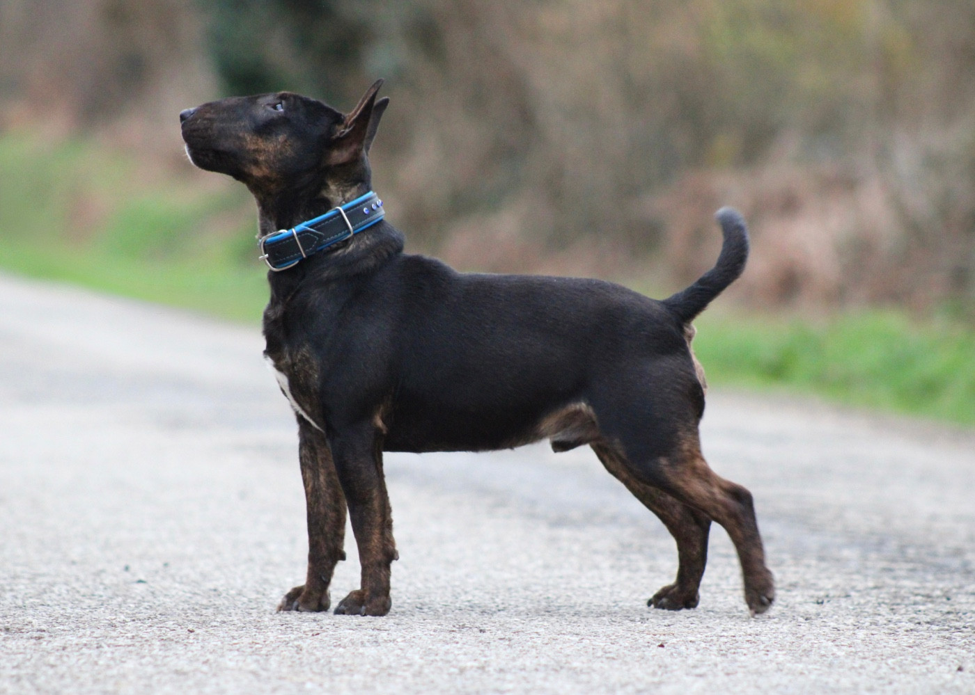 Alpha Du Domaine Des Démons Bretons